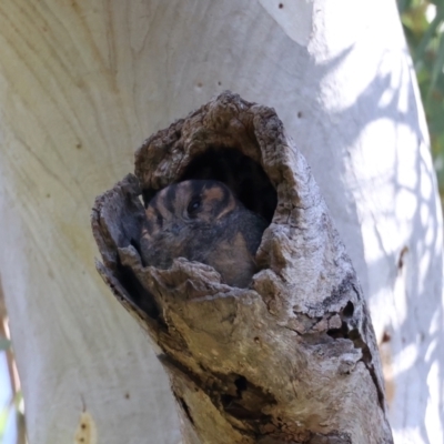 Aegotheles cristatus (Australian Owlet-nightjar) at ANBG - 9 Aug 2021 by jbromilow50