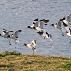 Recurvirostra novaehollandiae (Red-necked Avocet) at Fyshwick Sewerage Treatment Plant - 9 Aug 2021 by RodDeb