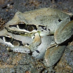 Litoria latopalmata (Broad-palmed Tree-frog) at Castlereagh, NSW - 9 Aug 2021 by PatrickCampbell