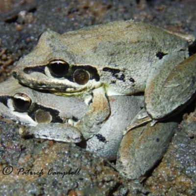 Litoria latopalmata (Broad-palmed Tree-frog) at Castlereagh, NSW - 9 Aug 2021 by PatrickCampbell