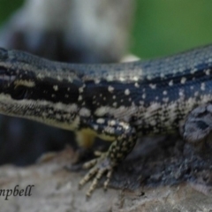 Eulamprus heatwolei (Yellow-bellied Water Skink) at Creewah, NSW - 28 Dec 2007 by PatrickCampbell