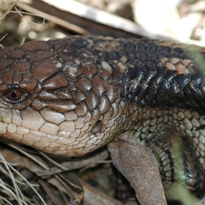 Tiliqua nigrolutea (Blotched Blue-tongue) at Creewah, NSW - 26 Dec 2007 by PatrickCampbell