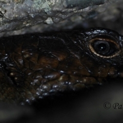 Egernia cunninghami (Cunningham's Skink) at Creewah, NSW - 10 Aug 2021 by PatrickCampbell