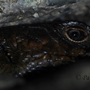 Egernia cunninghami at Creewah, NSW - 10 Aug 2021