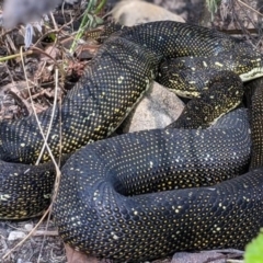 Morelia spilota spilota (Diamond Python) at Bungonia, NSW - 10 Aug 2021 by PatrickCampbell