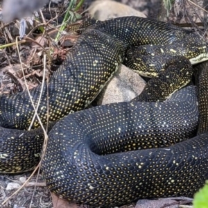 Morelia spilota spilota at Bungonia, NSW - 11 Aug 2021