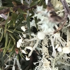 Usnea sp. (genus) at Forde, ACT - 5 Aug 2021 11:15 AM