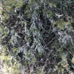 Usnea sp. (genus) at Forde, ACT - 5 Aug 2021 11:15 AM