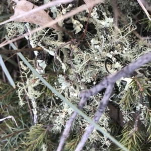 Usnea sp. (genus) at Forde, ACT - 5 Aug 2021