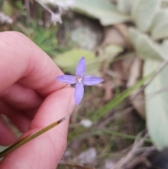 Wahlenbergia gracilenta (Annual Bluebell) at Symonston, ACT - 10 May 2021 by Detritivore