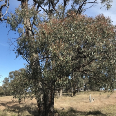 Eucalyptus macrorhyncha (Red Stringybark) at Forde, ACT - 5 Aug 2021 by Tapirlord