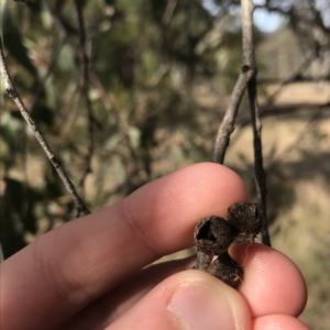 Eucalyptus macrorhyncha at Forde, ACT - 5 Aug 2021