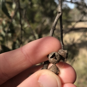 Eucalyptus macrorhyncha at Forde, ACT - 5 Aug 2021