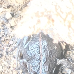 Limnodynastes tasmaniensis at Forde, ACT - 5 Aug 2021