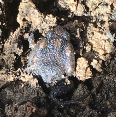 Uperoleia laevigata (Smooth Toadlet) at Forde, ACT - 5 Aug 2021 by Tapirlord