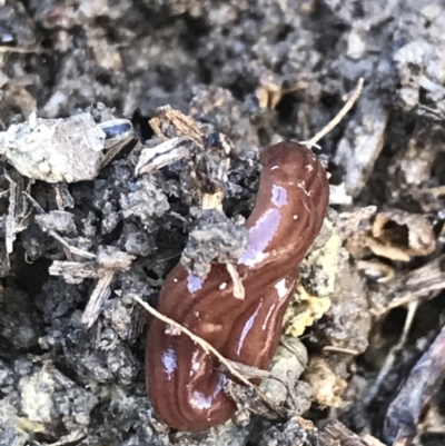 Fletchamia quinquelineata (Five-striped flatworm) at Forde, ACT - 5 Aug 2021 by Tapirlord