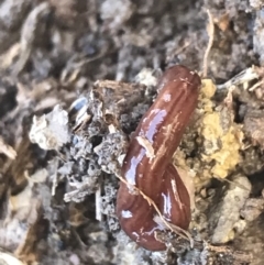 Fletchamia quinquelineata at Forde, ACT - 5 Aug 2021