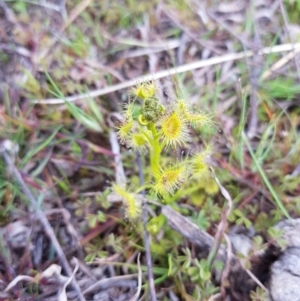 Drosera sp. at Symonston, ACT - 16 Sep 2020 08:49 AM