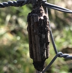 Clania (genus) (A case moth) at Forde, ACT - 5 Aug 2021 by Tapirlord