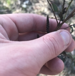 Indigofera australis subsp. australis at Forde, ACT - 5 Aug 2021