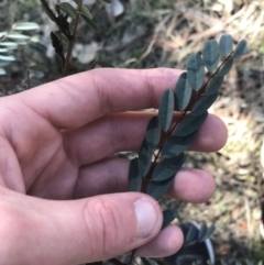 Indigofera australis subsp. australis at Forde, ACT - 5 Aug 2021 12:08 PM