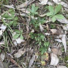 Potentilla recta (Sulphur Cinquefoil) at Dalton, NSW - 8 Aug 2021 by Ned_Johnston