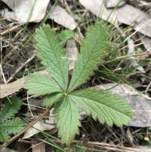 Potentilla recta at Dalton, NSW - 8 Aug 2021