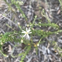 Olearia microphylla (Olearia) at Bruce Ridge to Gossan Hill - 9 Aug 2021 by MattFox