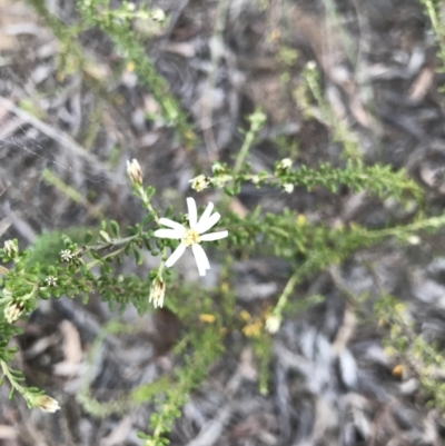 Olearia microphylla (Olearia) at Bruce Ridge to Gossan Hill - 9 Aug 2021 by MattFox