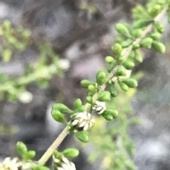 Olearia microphylla at Bruce, ACT - 10 Aug 2021