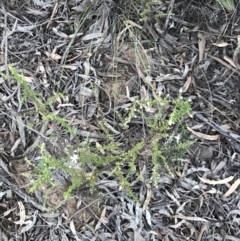 Olearia microphylla at Bruce, ACT - 10 Aug 2021