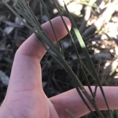 Daviesia leptophylla (Slender Bitter Pea) at Forde, ACT - 5 Aug 2021 by Tapirlord