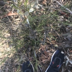 Daviesia leptophylla at Forde, ACT - 5 Aug 2021