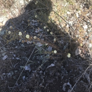 Acacia gunnii at Forde, ACT - 5 Aug 2021