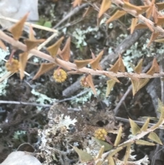 Acacia gunnii at Forde, ACT - 5 Aug 2021