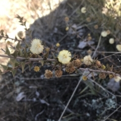 Acacia gunnii at Forde, ACT - 5 Aug 2021