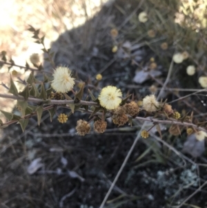 Acacia gunnii at Forde, ACT - 5 Aug 2021