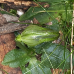 Pterostylis nutans (Nodding Greenhood) at ANBG South Annex - 9 Aug 2021 by jbromilow50