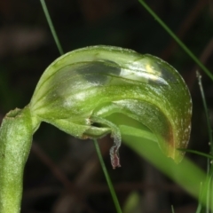 Pterostylis nutans at Acton, ACT - 9 Aug 2021