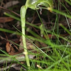 Pterostylis nutans at Acton, ACT - 9 Aug 2021