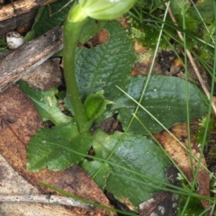 Pterostylis nutans at Acton, ACT - 9 Aug 2021