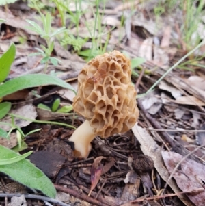 Morchella elata group at Symonston, ACT - 27 Oct 2020