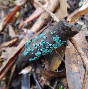 Chlorociboria at Paddys River, ACT - 13 May 2021 09:35 AM