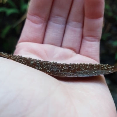 zz – ascomycetes - apothecial (Cup fungus) at Paddys River, ACT - 13 May 2021 by Detritivore