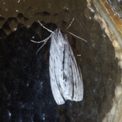 Chlenias banksiaria group (A Geometer moth) at Pollinator-friendly garden Conder - 24 May 2021 by michaelb