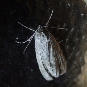 Chlenias banksiaria group at Conder, ACT - 24 May 2021