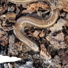 Hemiergis talbingoensis (Three-toed Skink) at Aranda Bushland - 10 Aug 2021 by trevorpreston