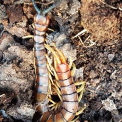 Cormocephalus aurantiipes (Orange-legged Centipede) at Aranda Bushland - 10 Aug 2021 by trevorpreston