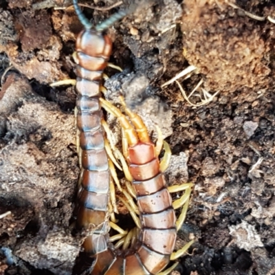 Cormocephalus aurantiipes (Orange-legged Centipede) at Aranda Bushland - 10 Aug 2021 by trevorpreston