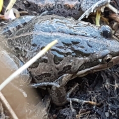 Limnodynastes tasmaniensis (Spotted Grass Frog) at Holt, ACT - 10 Aug 2021 by trevorpreston